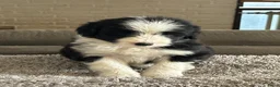 Bearded Collie honden te koop: Prachtige en lieve Bearded Collie pups  - Advertentie 9