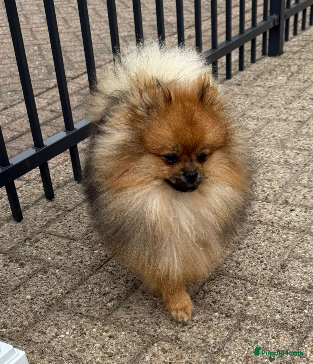 Pomeriaan honden te koop: 100% pomeriaan reutje uit show lijn - Advertentie 7