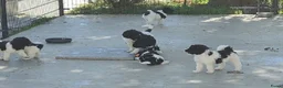 Labradoodle honden te koop: labradoodle pups met filmpje - Advertentie 3