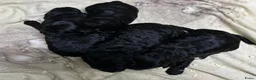 Kruising honden te koop: mooie kruising tibetaanse x australian labradoodle - Advertentie 3
