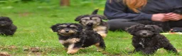 Kruising honden te koop: 6 (nog5!) Prachtige york/shihtzu x poedel pups - Advertentie 6