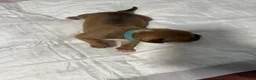 Kruising honden te koop: Kruising american bully/ american staffordshire t. - Advertentie 15
