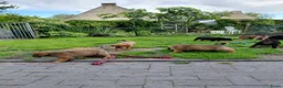 Kruising honden te koop: Rottweiler x moskovitische waakhond in De Westereen - Advertentie 10