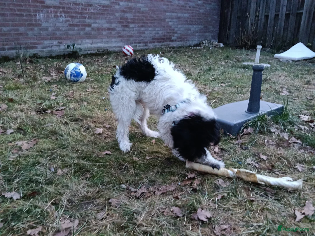 Kruising honden te koop: Maltipoo pup - Advertentie 8