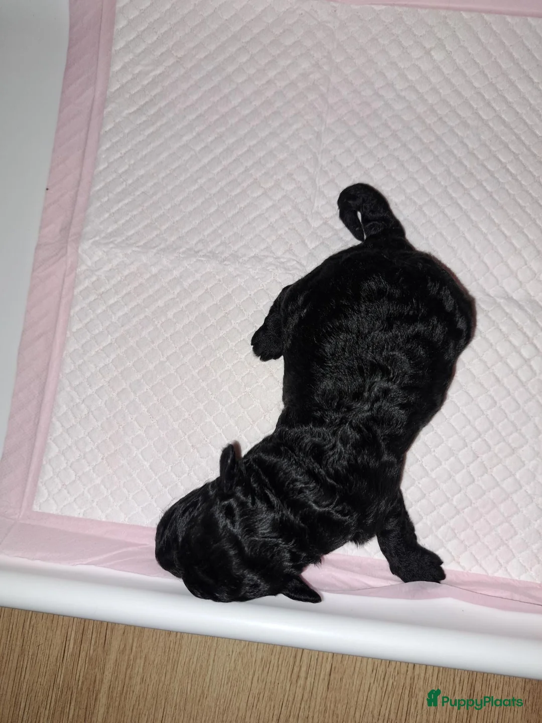 Dwergpoedel honden te koop: Lieve Toypoedelpups in Krommenie - Advertentie 11