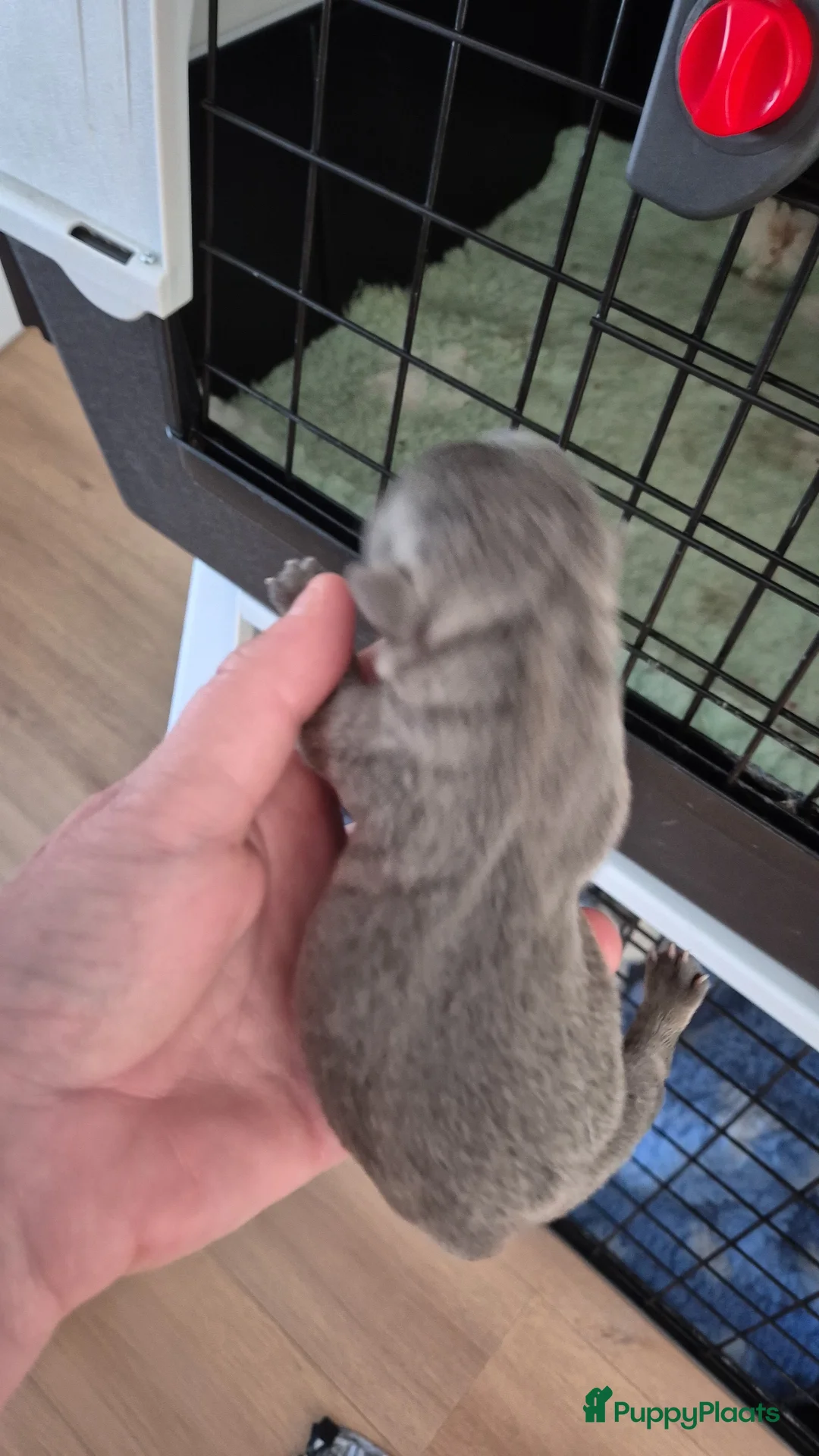 Jack Russel Terriër honden te koop: Gezonde Jack russell pups te koop - Advertentie 6