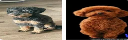 Poedel Toy honden te koop: Zwart toy poedel reutje - Advertentie 3