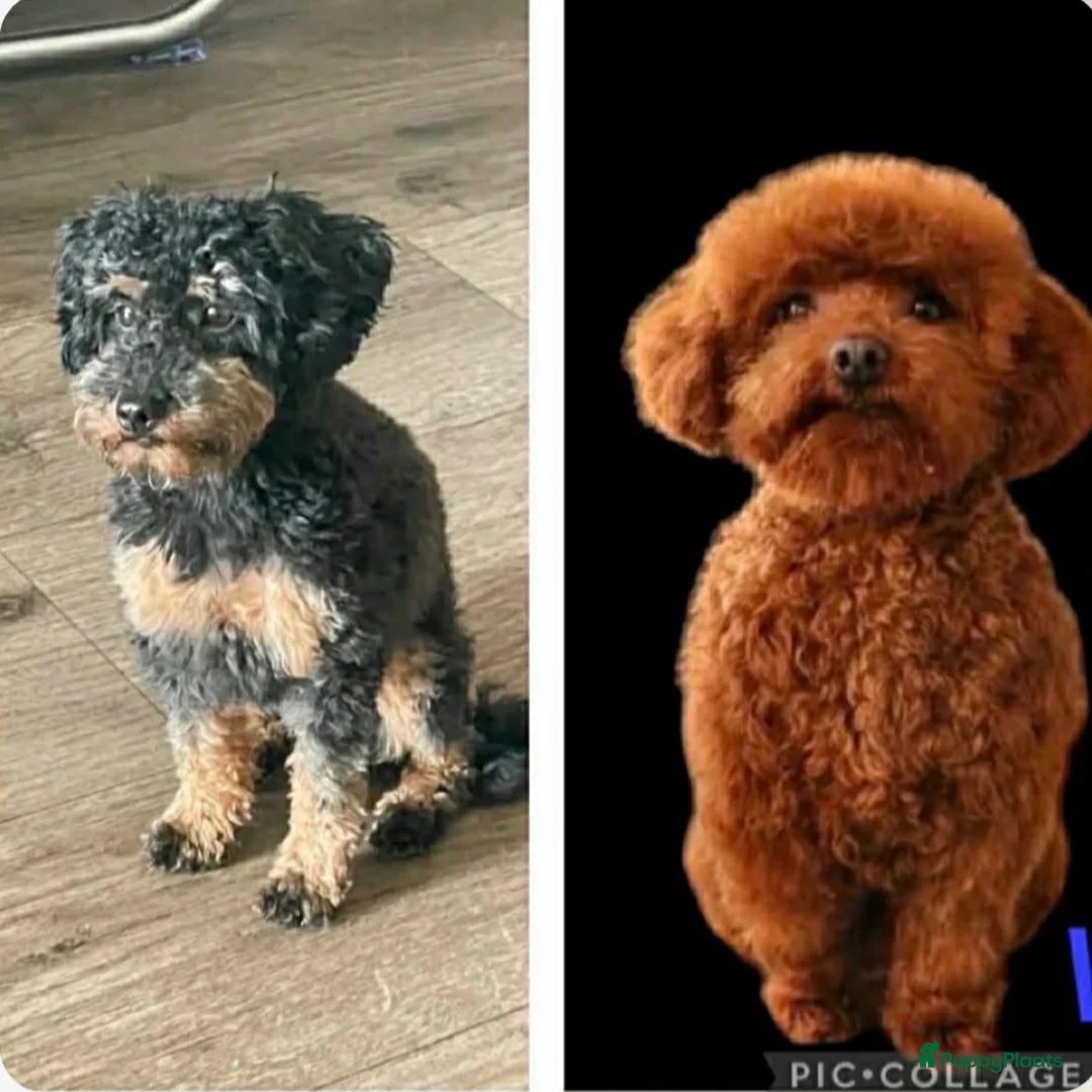 Poedel Toy honden te koop: Zwart toy poedel reutje - Advertentie 3