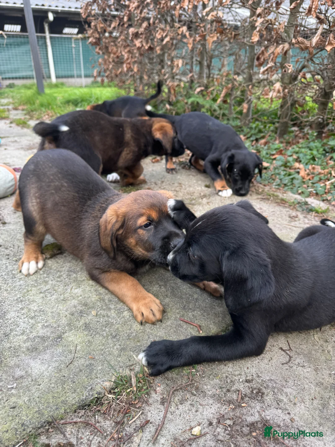 Kruising honden te koop: Berner Sennen x Friese Stabij x Labrador x Boxer  - Advertentie 2