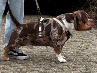 Amerikaanse Bully honden American Bully standaard dekreu - Advertentie 1