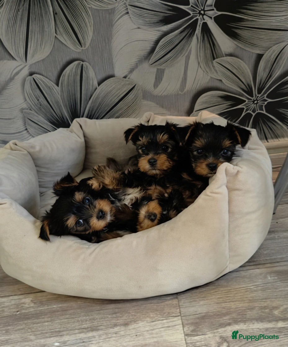 Yorkshire Terriër honden Yorkshire Terriër pup - Advertentie 1