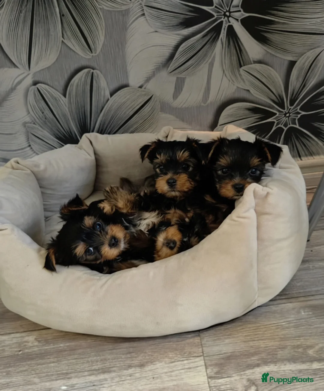 Yorkshire Terriër honden te koop: Yorkshire Terriër pup in Alkmaar - Advertentie 1