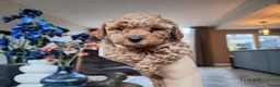 Poedel Toy honden te koop: Prachtige raszuivere toypoedels, mogen 22 mei weg! - Advertentie 3