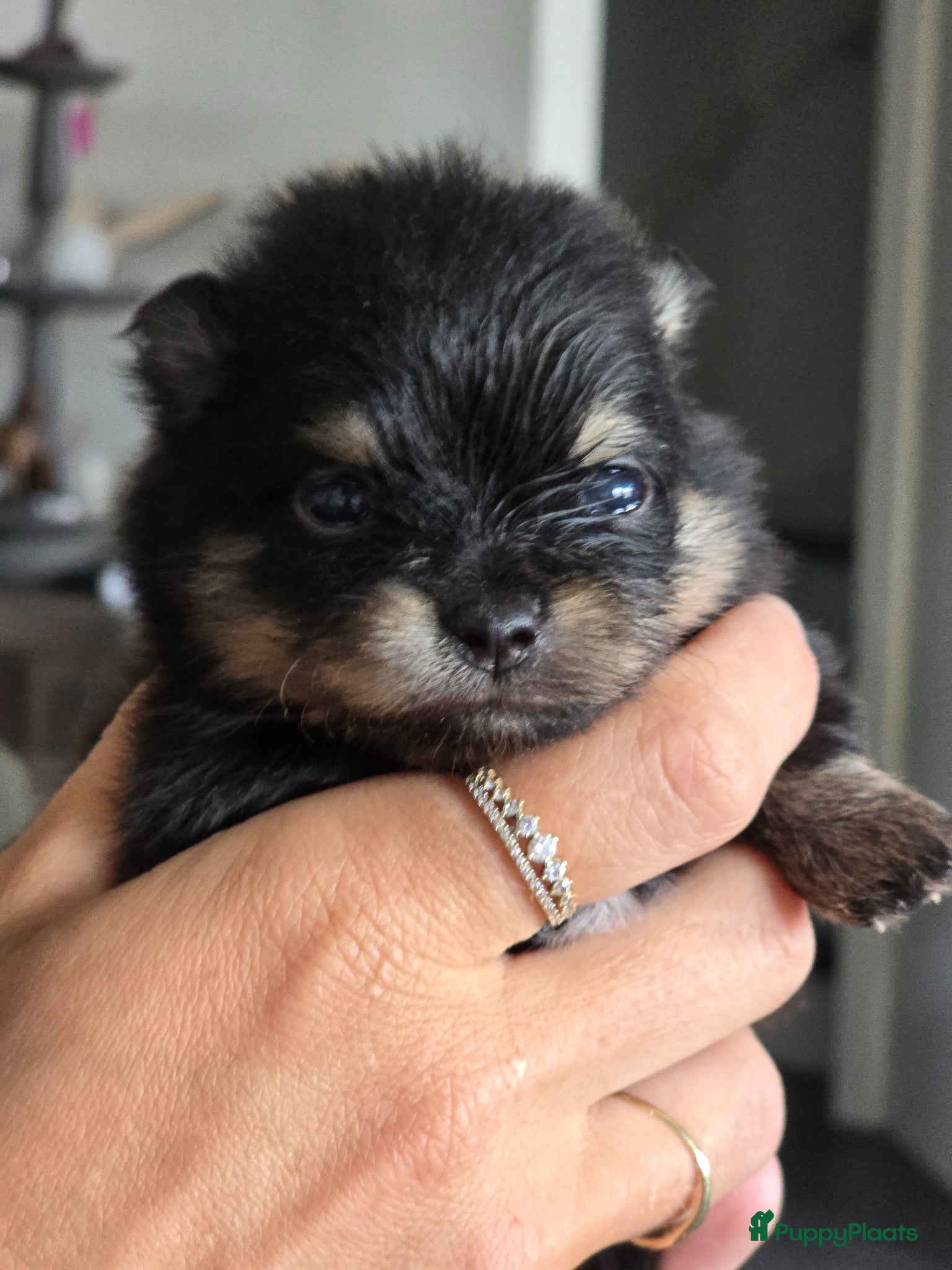 Pomeriaan Puppy 4