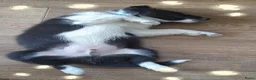 Border Collie honden te koop: Herplaatsing: Prachtig, lief Border Colliepup  - Advertentie 8