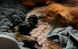 Chihuahua honden te koop: Chihuahua reutjes  - Afbeelding 5