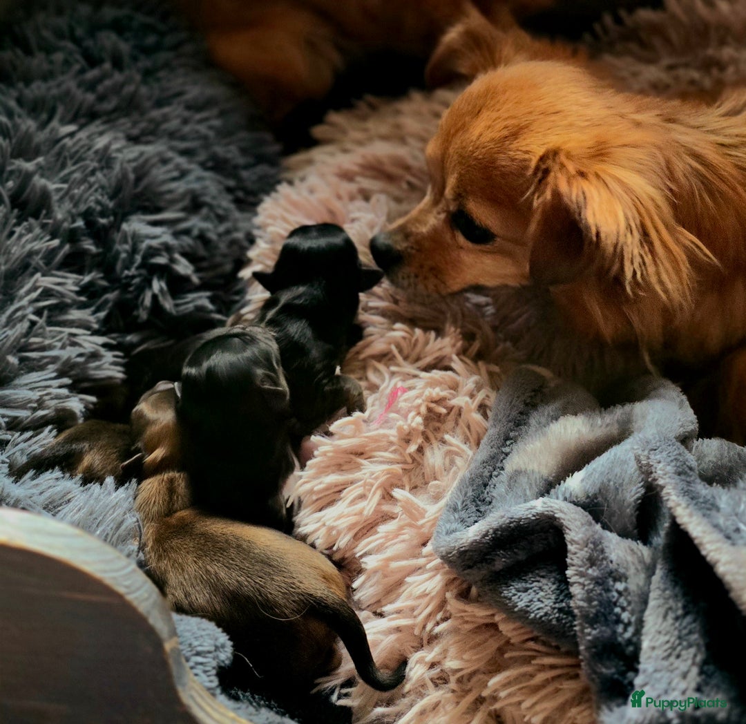 Chihuahua honden te koop: Chihuahua reutjes  - Afbeelding 5