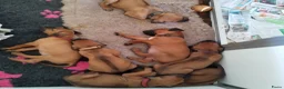 Rhodesian Ridgeback honden te koop: Rhodesian Ridgeback pups met stamboom  in Apeldoorn - Advertentie 8