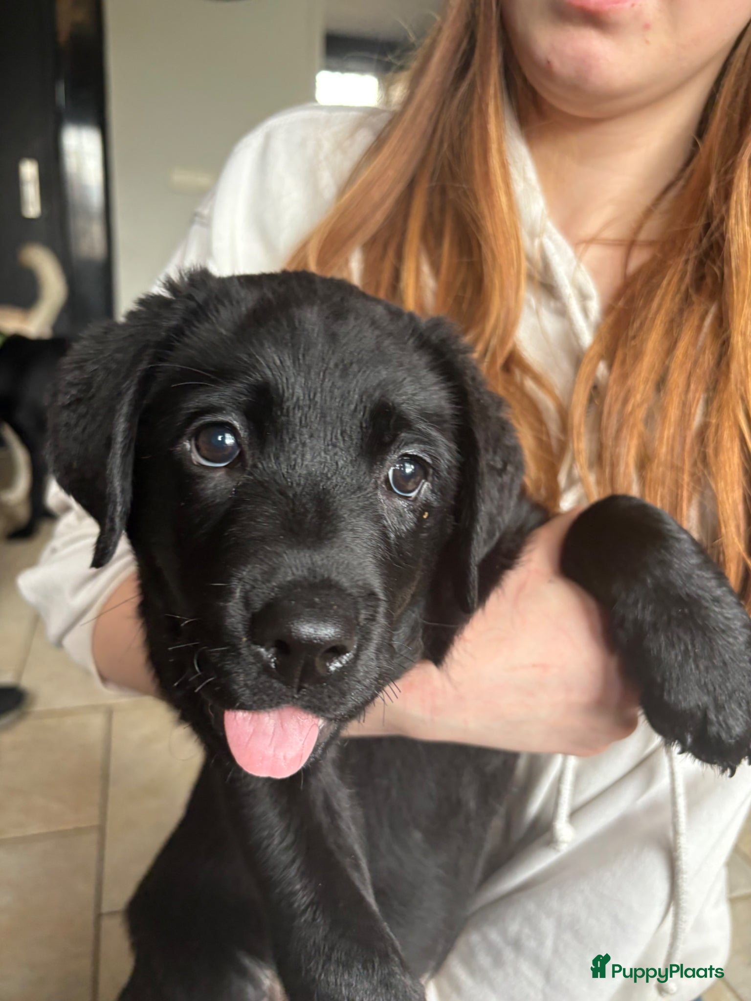 Labrador Retriever honden Labrador pups - Advertentie 12