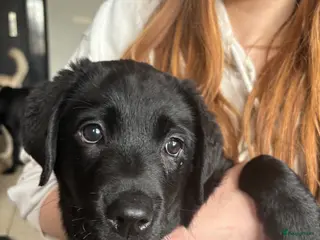 Labrador Retriever honden Labrador pups - Advertentie 12