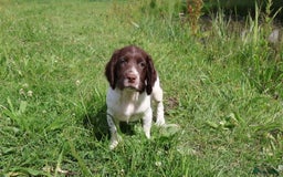 Engelse Springer Spaniel honden te koop: Lieve Engelse springer spaniel puppy's in Gameren - Afbeelding 6