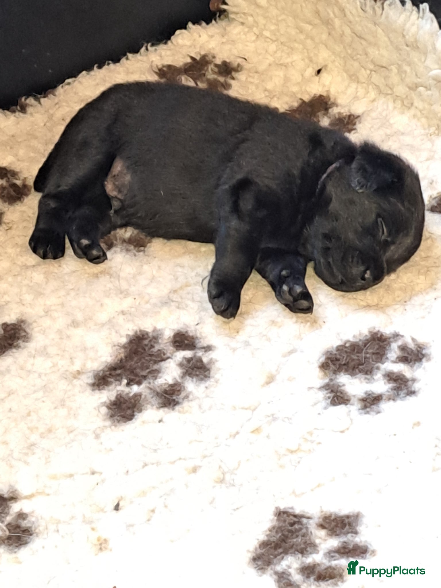 Labrador Retriever honden Schitterende zwarte labrador pups - Advertentie 1