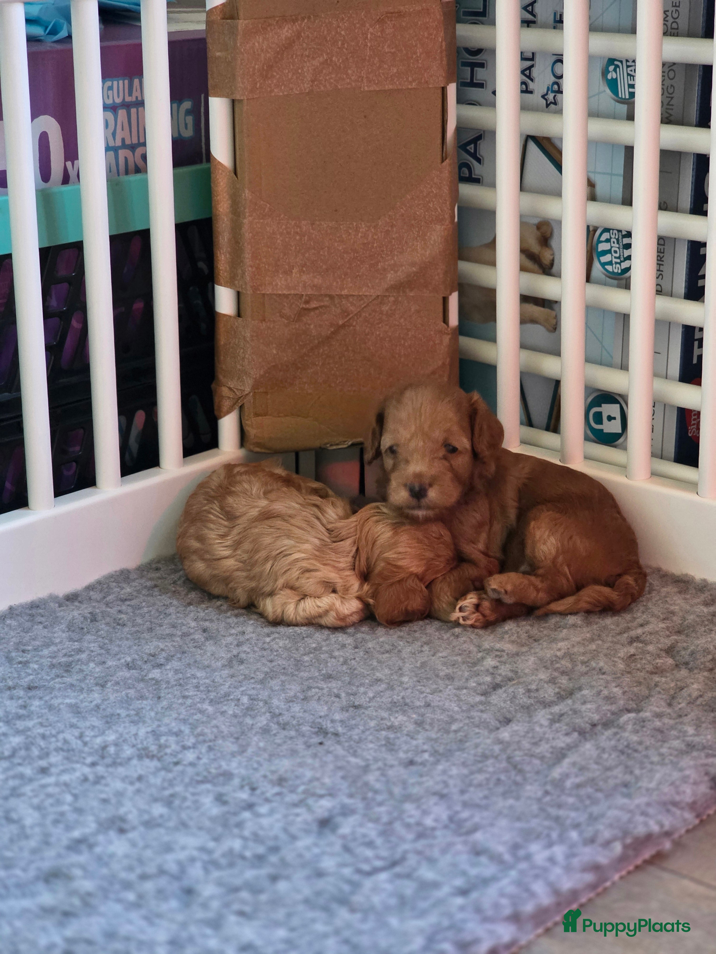 Australian Labradoodle honden Mini labradoodles - Advertentie 3