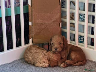 Australian Labradoodle honden Mini labradoodles - Advertentie 3