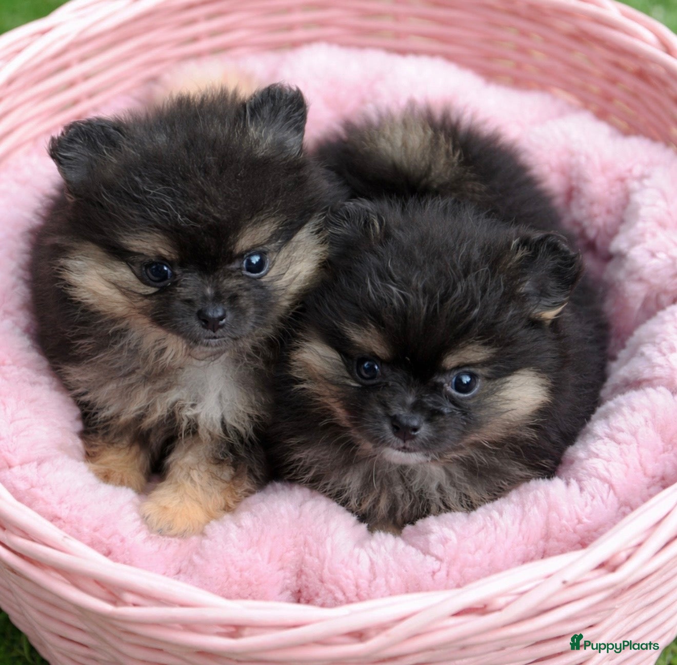 Pomeriaan honden 5 Pomeranian pupjes  geboren 28-01-2026 - Advertentie 1