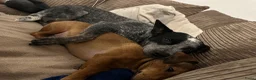 Kruising honden te koop: Cattle-Jack pups te koop - Advertentie 17