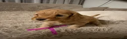 Maltipoo honden te koop: Maltipoo puppys - Advertentie 5