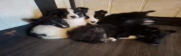 Kruising honden te koop: Prachtige dutch Laika's  - Advertentie 3