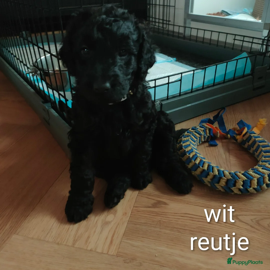 Labradoodle honden te koop: Super mooie labradoodle puppy's  - Advertentie 4