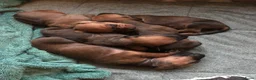 Rhodesian Ridgeback honden te koop: Rhodesian ridgeback pups verwacht eind juli in Eede - Advertentie 3