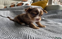Yorkshire Terriër honden te koop: Yorkshire Terriër pups zoeken een liefdevol thuis! in Kortrijk - Afbeelding 7