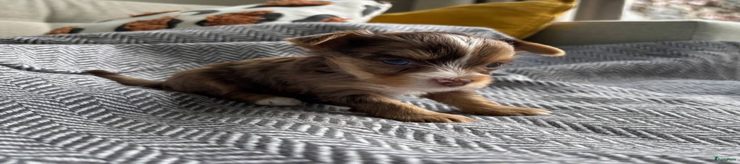 Yorkshire Terriër Puppy 4