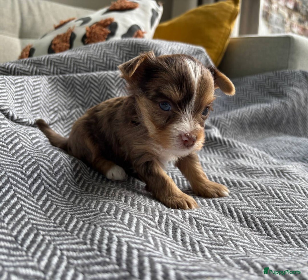 Yorkshire Terriër honden te koop: Yorkshire Terriër pups zoeken een liefdevol thuis! in Kortrijk - Afbeelding 7