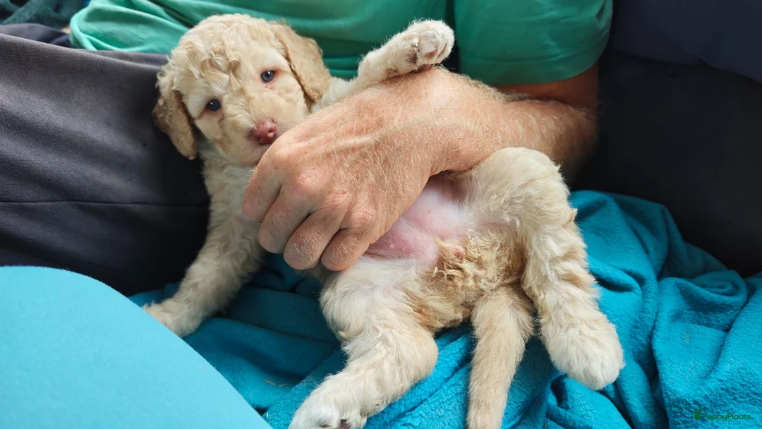 Spaanse Waterhond honden te koop: Echte schip-pups vanaf het Lauwersmeer! 🐾⛵ - Advertentie 6