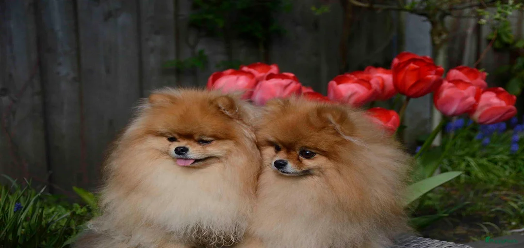 Galerij afbeelding {{count}}