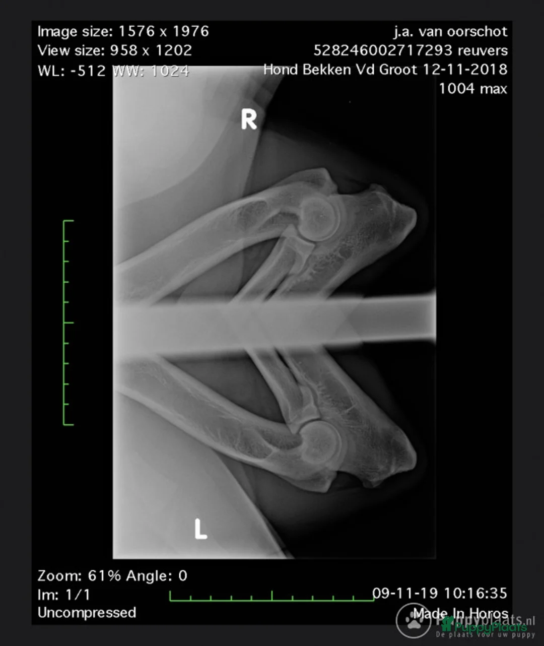 Mechelse Herder honden ter dekking: Max dekreu in Tiel - Advertentie 6