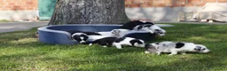 Border Collie honden te koop: Border Collie pups - Advertentie 6