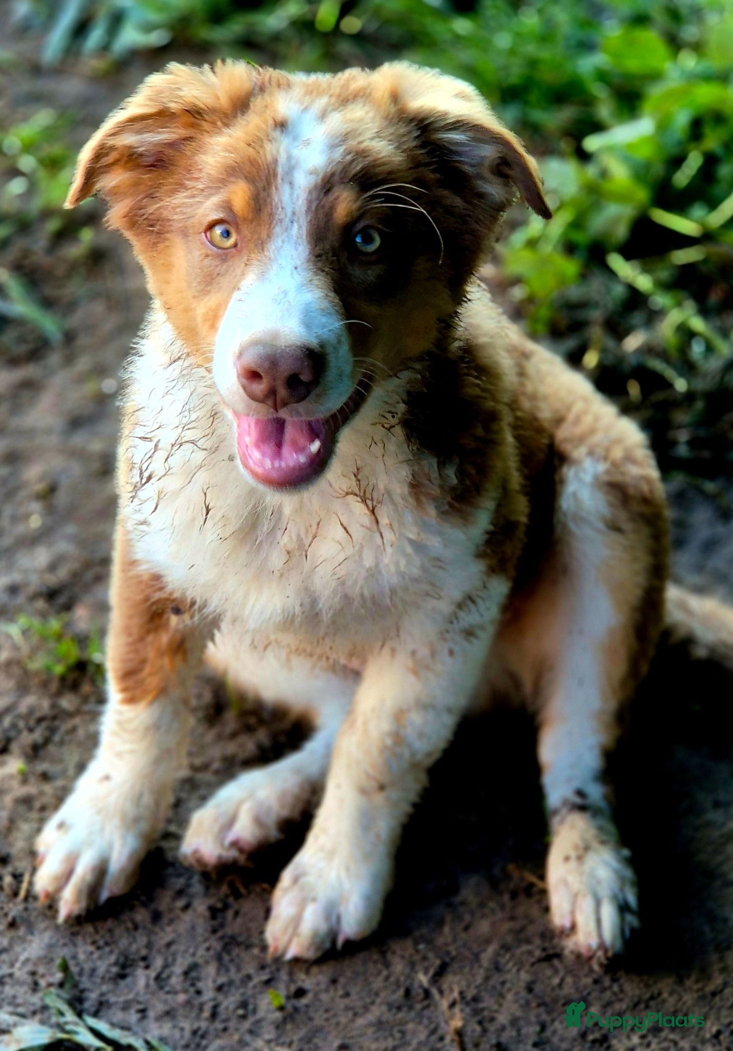 Australian Shepherd honden Australian sheperd pups nog 1 reutje - Advertentie 1