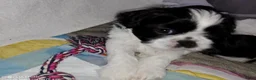 Shih Tzu honden te koop: raszuivere shih tzu het laatste mannetje - Advertentie 2