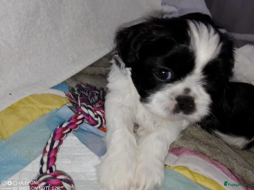 Shih Tzu honden te koop: raszuivere shih tzu het laatste mannetje - Advertentie 2