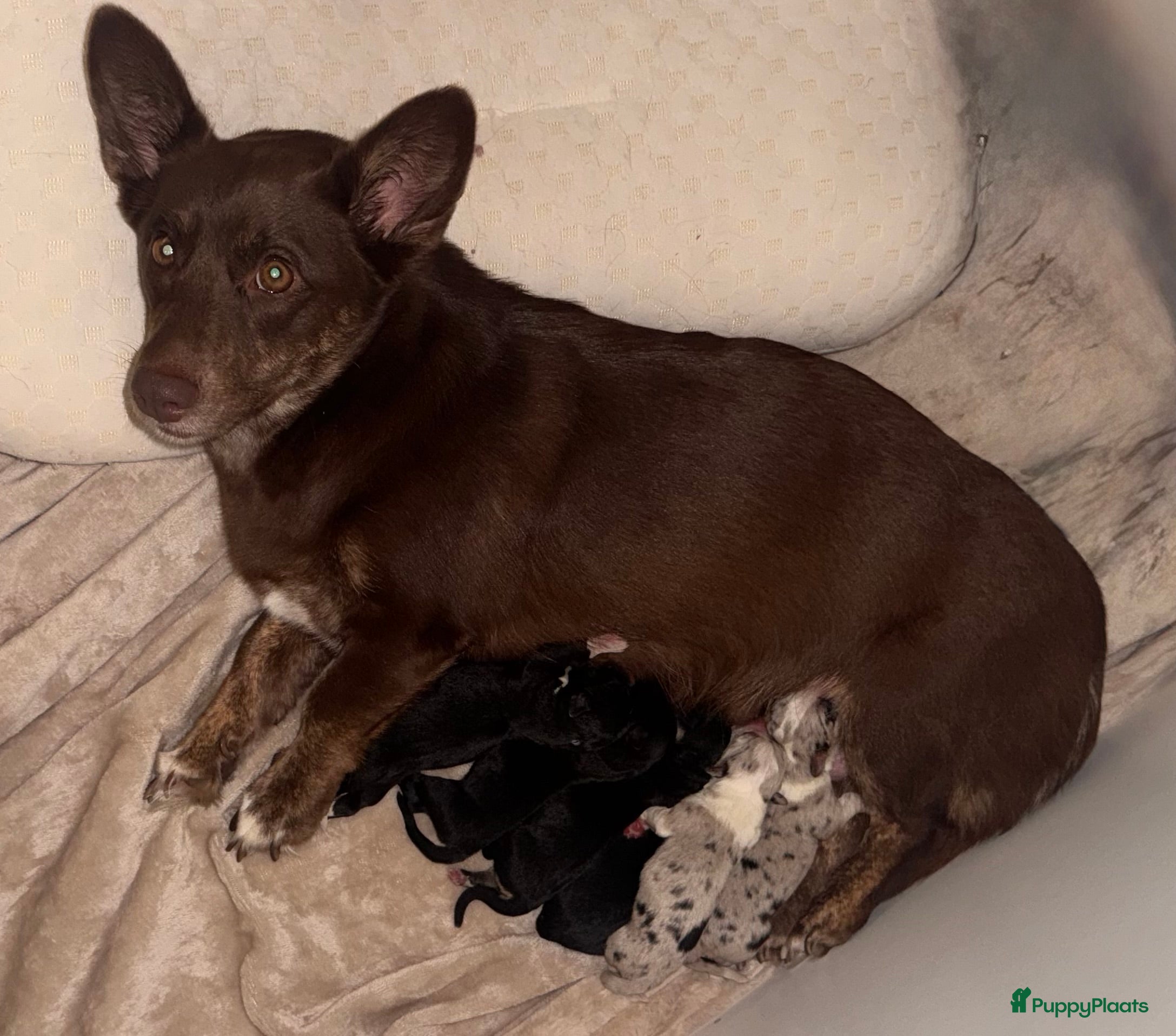 Welsh Corgi Cardigan honden  Corgi Puppies Looking for Their Forever Homes🐾❤️ - Advertentie 1