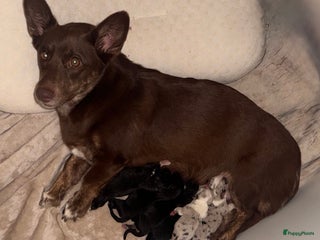 Welsh Corgi Cardigan honden Corgi Puppies Looking for Their Forever Homes🐾❤️ - Advertentie 15