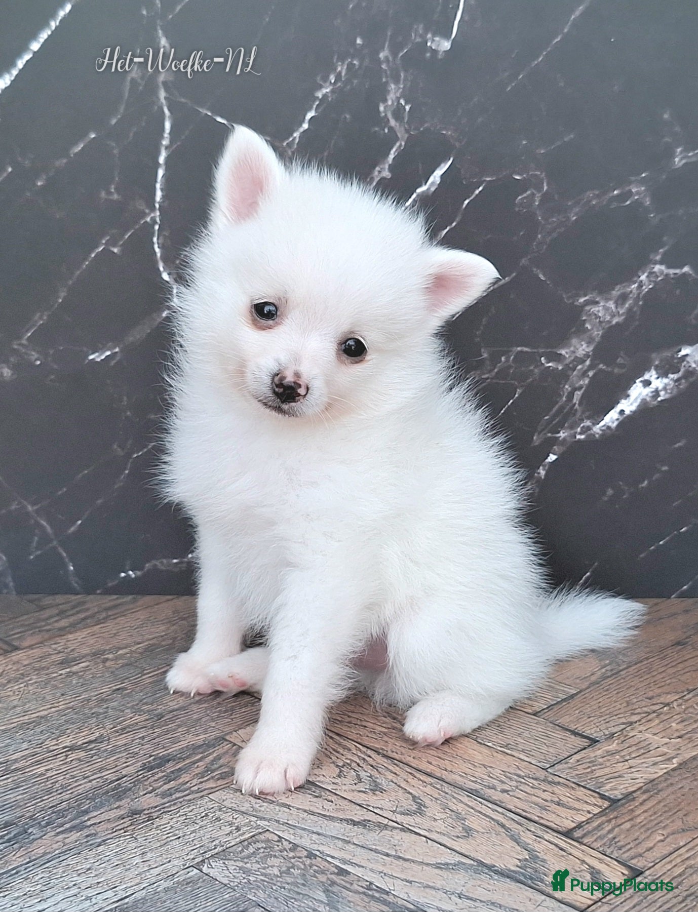 Pomsky honden Prins 💙 F3b pomsky puppy  - Advertentie 8