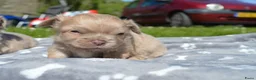 Chihuahua honden te koop: Langharige Chihuahua puppy’s  - Advertentie 11