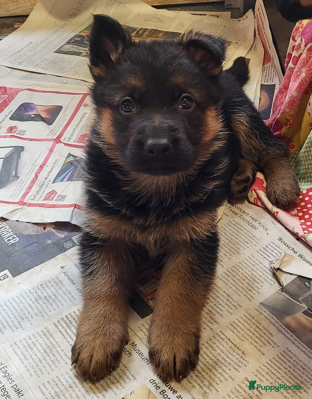 Duitse Herder honden te koop: Prachtig nest Duitse herder pups! - Advertentie 2
