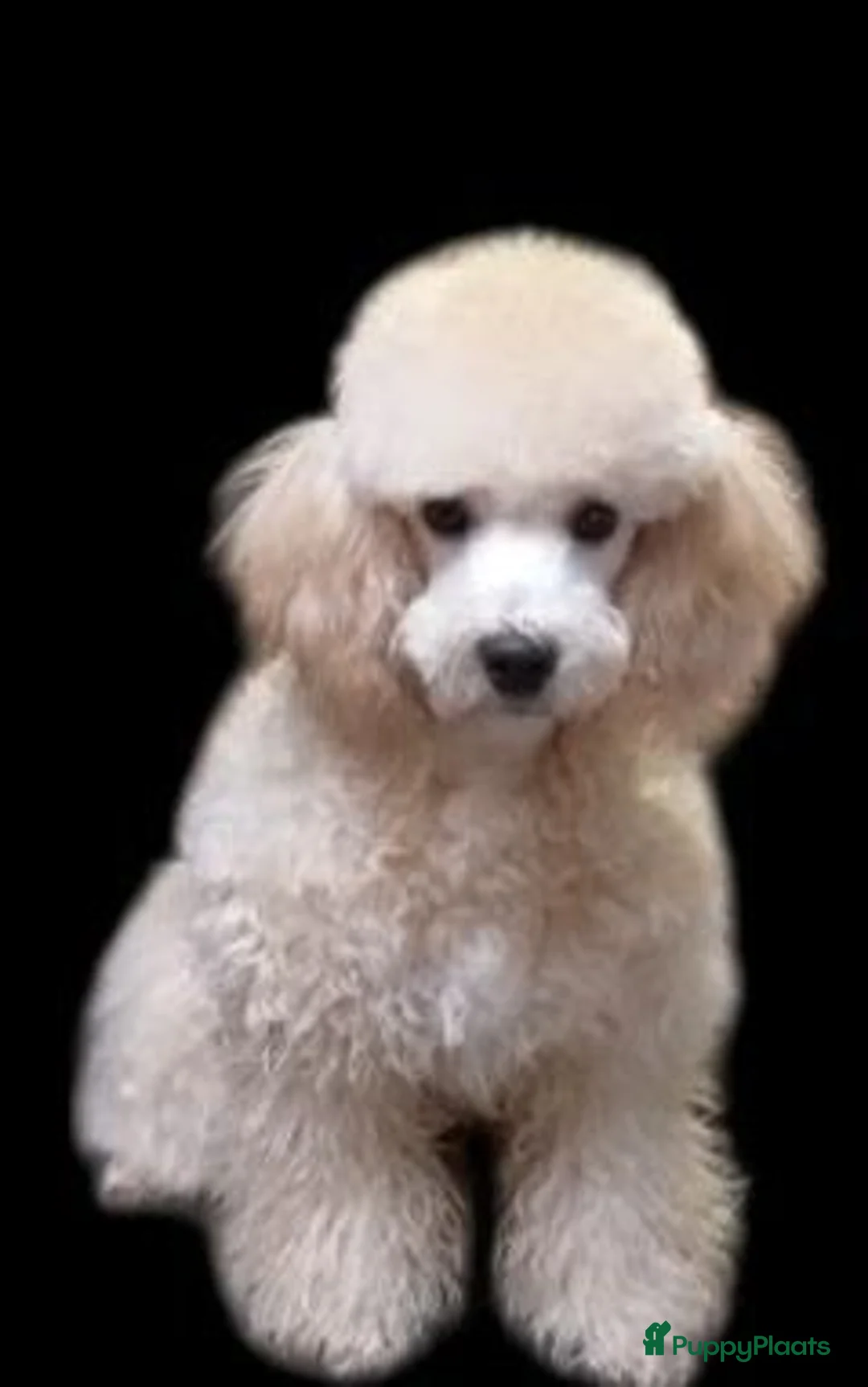 Poedel Toy honden te koop: Poedel Toy pups  in Nijmegen - Advertentie 4